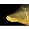 Poduszka maskotka ryba Karp 61cm Gaby