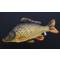 Poduszka maskotka ryba Karp pełnołuski mini 36cm Gaby