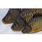 Poduszka maskotka ryba Karp pełnołuski mini 36cm Gaby