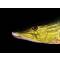 Poduszka maskotka ryba Szczupak gigant 110cm Gaby