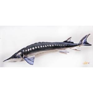 Poduszka maskotka ryba Jesiotr gigant 125cm Gaby