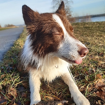 border collie neonek.pl