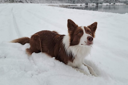 border collie