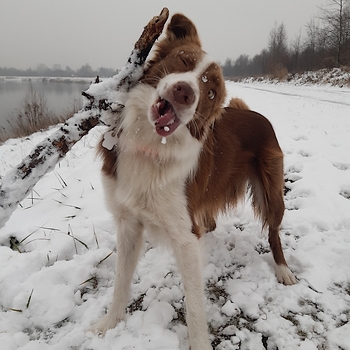 border collie neonek.pl