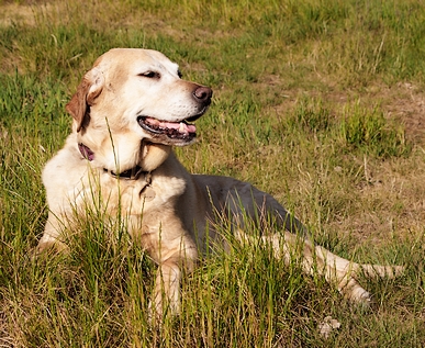 labrador neonek.pl